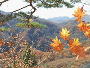 安卓下载：一场科技与便捷的奇妙旅程